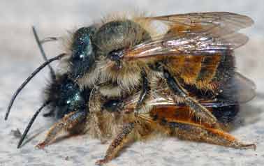 Honigbienen verschwinden spurlos - Gefahr der Nahrungsunterversorgung für Millionen!